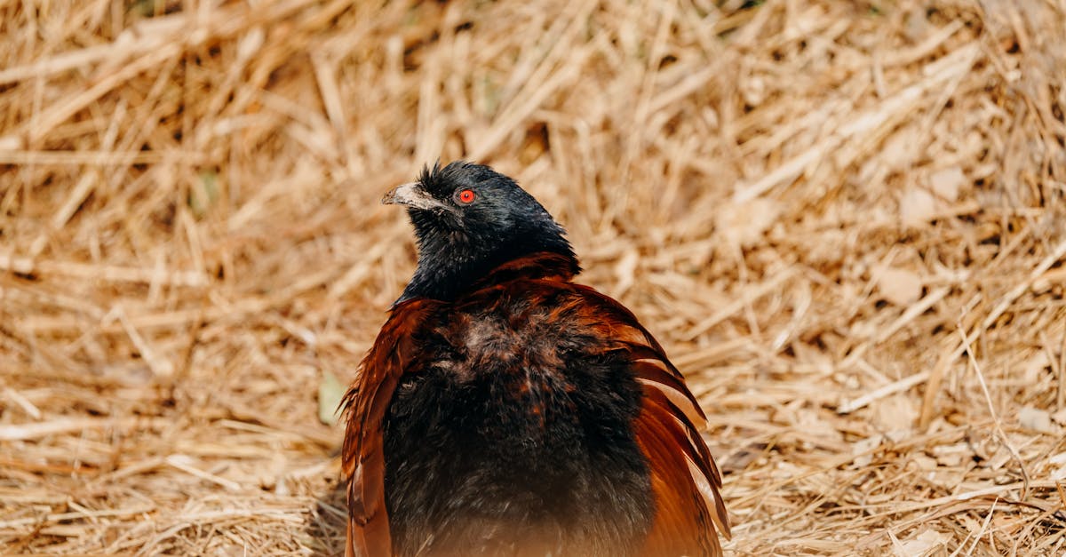 Client Consultation Tools for Improved Service Delivery