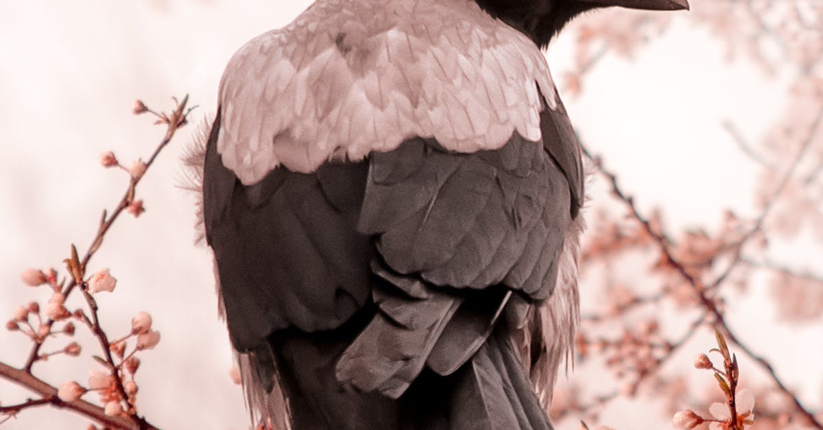 Collaboration with Beauty Influencers: A Case Study in Crows Nest