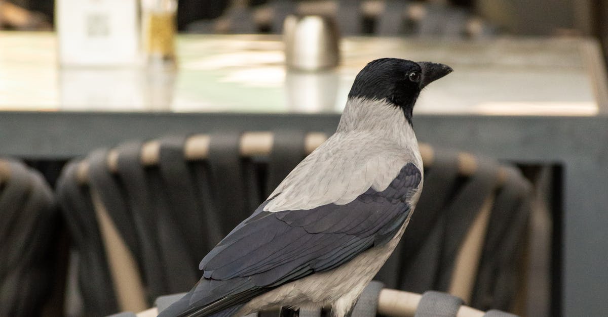 Customised Haircuts: Personalising Your Look Beyond Standards