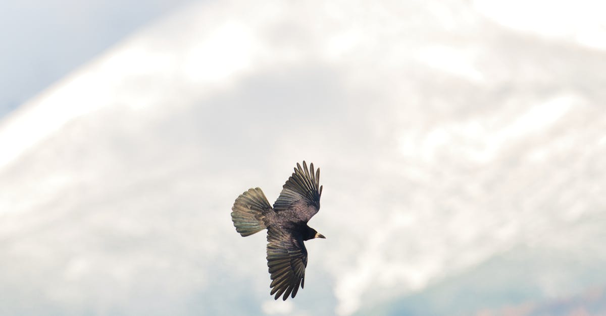 DIY Haircuts: Mastering Techniques from Your Living Room