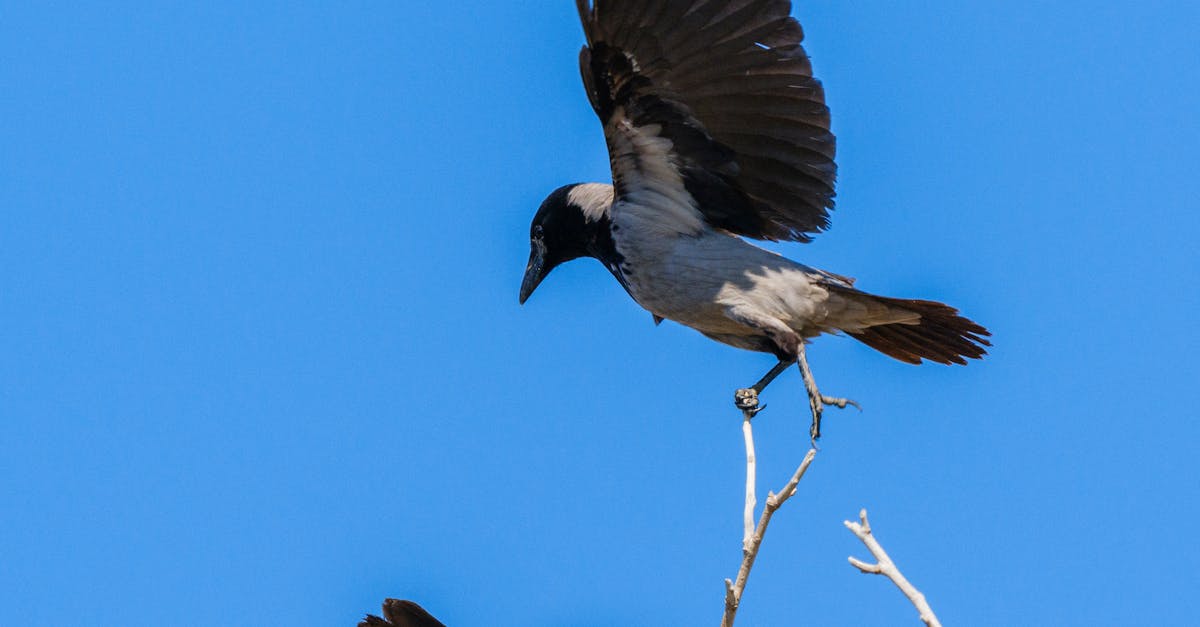 Exploring Membership Options at Crows Nest Beauty Salons