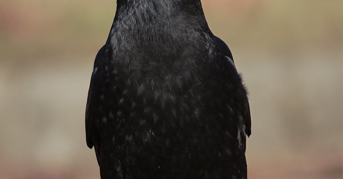 Exploring Organic Nail Care Products in Crows Nest Salons