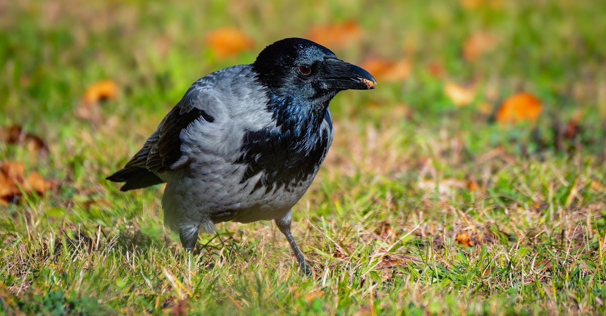 Review of Popular Loyalty Rewards in Crows Nest Beauty Salons