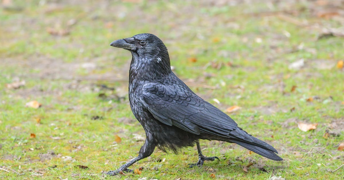 Understanding the Differences Between Semi-Permanent and Permanent Colour